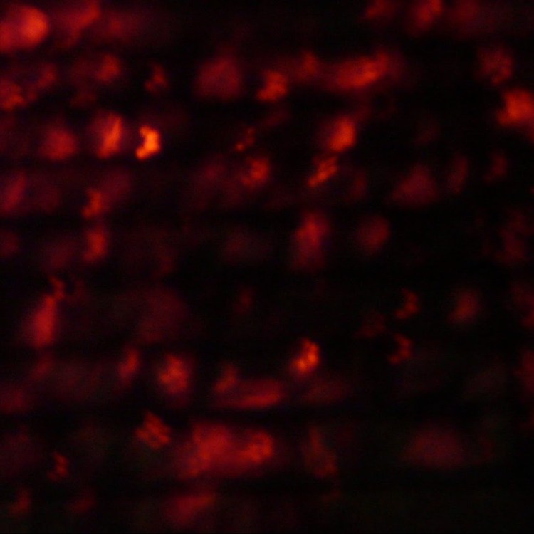 Hope will never be&nbsp;silent.